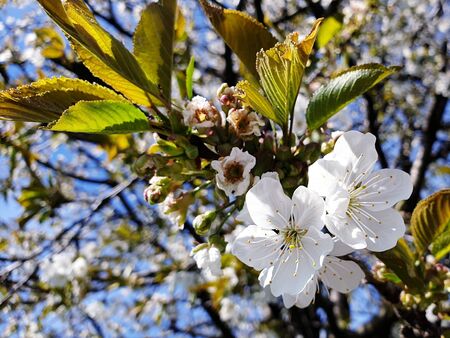 Cherry blossoms beautiful spring blossomの写真素材