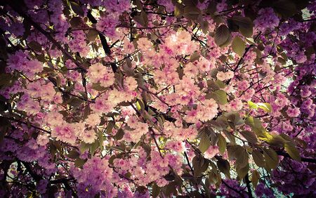 Pink cherry blossoms beautiful spring blossomの写真素材