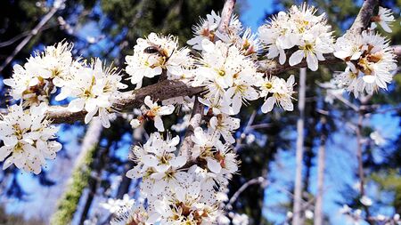Cherry blossoms beautiful spring blossomの写真素材