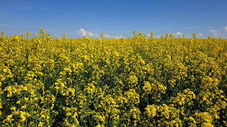 Yellow bloom flowers rape seed in springの写真素材