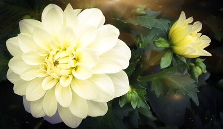 White flower chrysanthemum beautiful flowersの写真素材