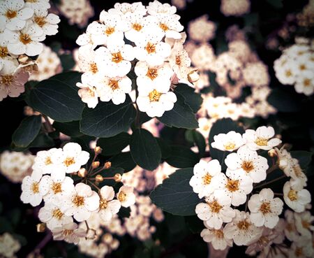 White little flowers floral blossom