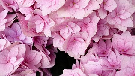 Pink hydrangea flower floral backgroundの写真素材