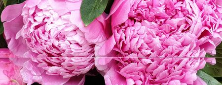 Pink peony petals floral flower closeupの写真素材