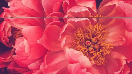 Pink peony petals floral flower closeupの写真素材