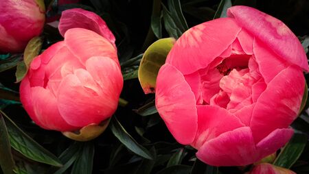 Pink peony petals floral flower closeupの写真素材