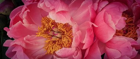 Pink peony petals floral flower closeupの写真素材
