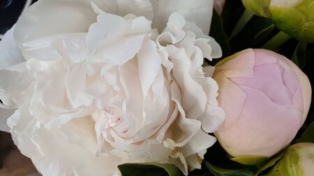 Pink peony petals floral flower closeupの写真素材