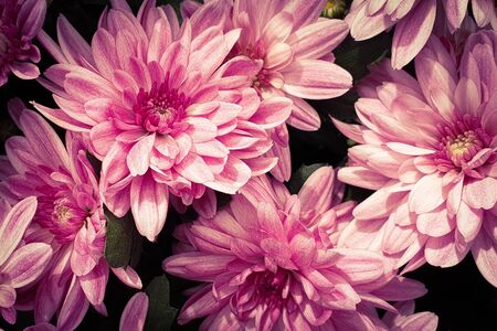 Beautiful pink flowers chrysanthemum flower headsの写真素材