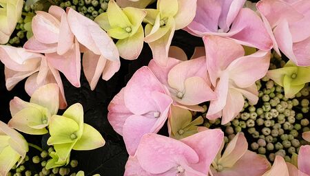 Pink hydrangea flower floral backgroundの写真素材