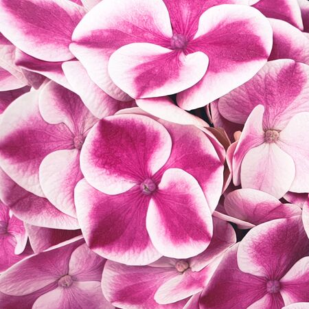 Pink hydrangea flower floral background