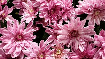 Beautiful pink flowers chrysanthemum flower headsの写真素材