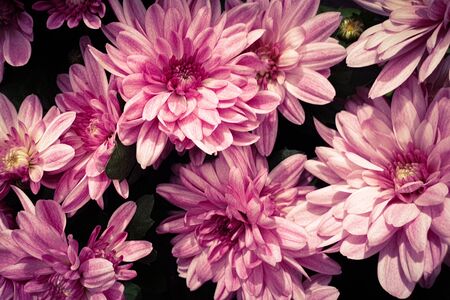 Beautiful pink flowers chrysanthemum flower headsの写真素材