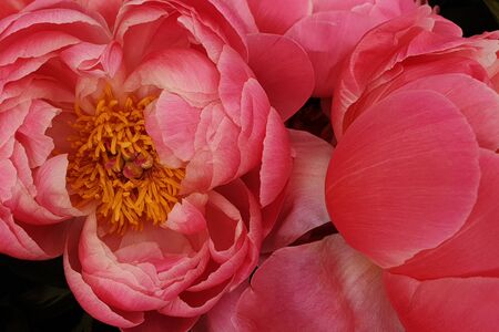 Pink peony petals floral flower closeupの写真素材