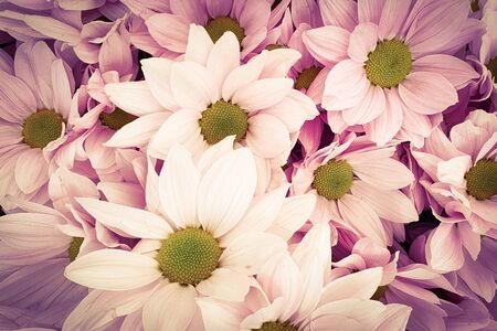 Beautiful pink flowers chrysanthemum flower headsの写真素材