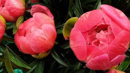 Pink peony petals floral flower closeupの写真素材