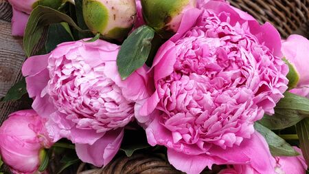 Pink peony petals floral flower closeupの写真素材