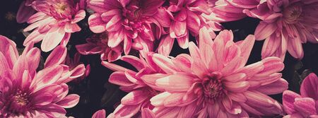 Beautiful pink flower amazing flowersの写真素材