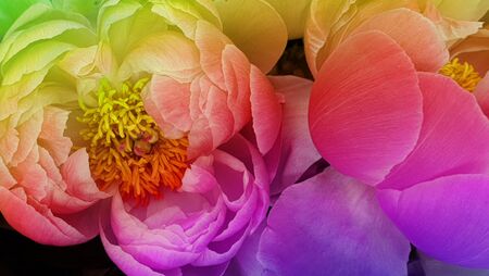 Pink peony petals floral flower closeupの写真素材