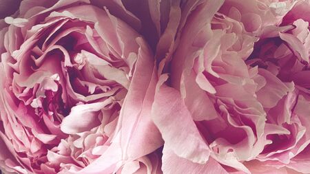 Pink peony petals floral flower closeupの写真素材