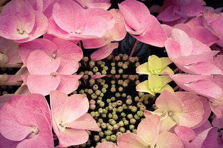 Pink hydrangea flower floral backgroundの写真素材