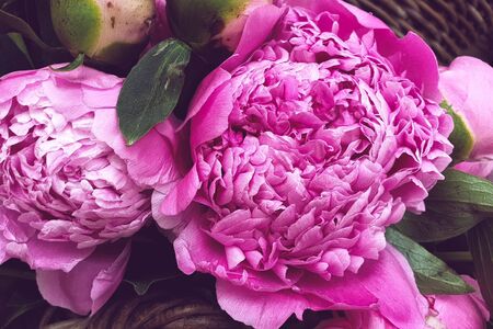 Pink peony petals floral flower closeupの写真素材