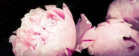 Pink peony petals floral flower closeupの写真素材