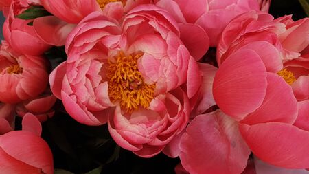 Pink peony petals floral flower closeupの写真素材