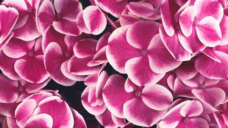Pink hydrangea flower floral backgroundの写真素材