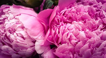 Pink peony petals floral flower closeupの写真素材