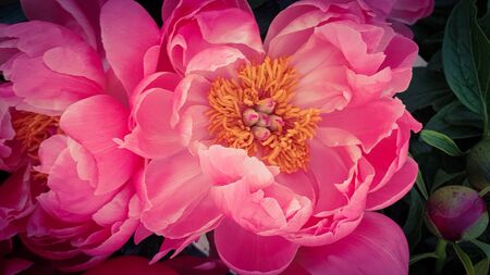Pink peony petals floral flower closeupの写真素材