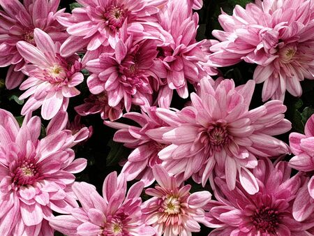 Beautiful pink flowers chrysanthemum flower headsの写真素材