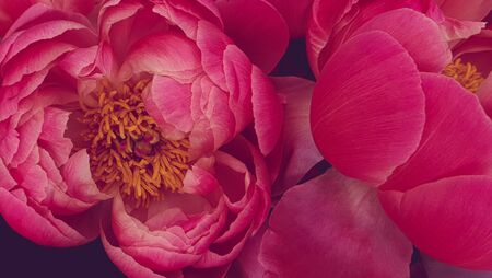 Pink peony petals floral flower closeupの写真素材