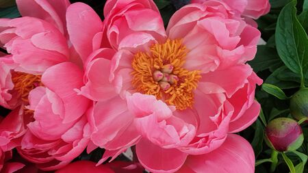 Pink peony petals floral flower closeupの写真素材