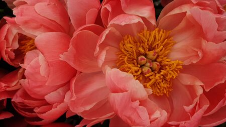 Pink peony petals floral flower closeupの写真素材