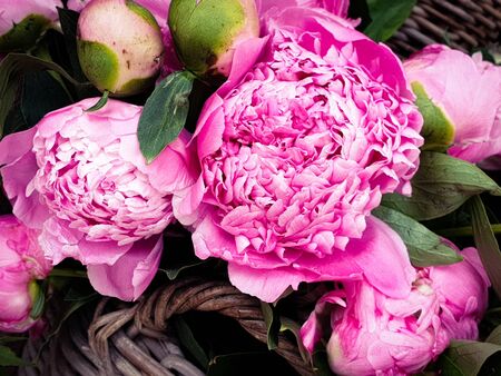 Pink peony petals floral flower closeupの写真素材