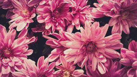 Beautiful pink flowers chrysanthemum flower headsの写真素材