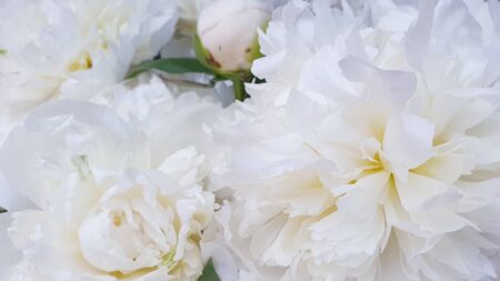 White flowers amazing beautiful peony roses closeup peoniesの写真素材