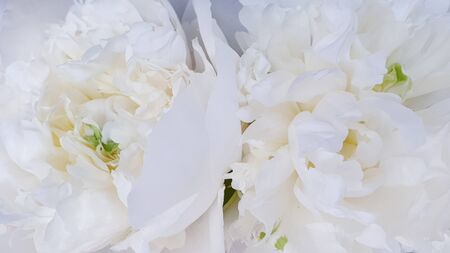 White flowers amazing beautiful peony roses closeup peoniesの写真素材