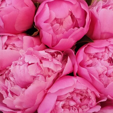 Pink peony petals delicate rose flower peoniesの写真素材
