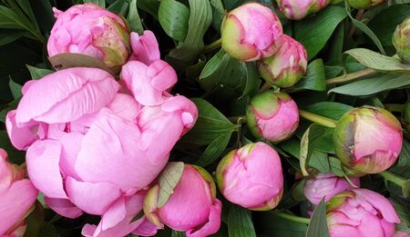 Pink peony petals delicate rose flower peoniesの写真素材