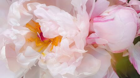 Pink peony petals delicate rose flower peoniesの写真素材