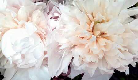 White flowers amazing beautiful peony roses closeup peoniesの写真素材