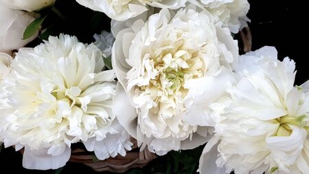 White flowers amazing beautiful peony roses closeup peoniesの写真素材