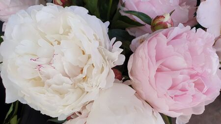 Pink peony petals delicate rose flower peoniesの写真素材