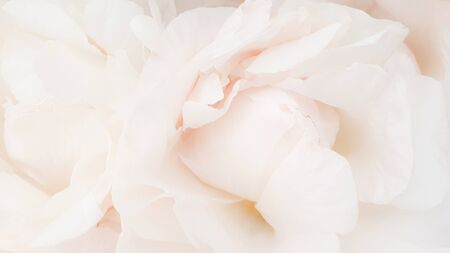 White flowers amazing beautiful peony roses closeup peoniesの写真素材