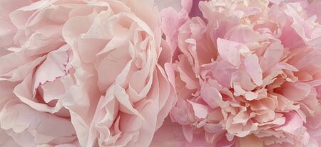pink peony rose petals peonies backgroundの写真素材