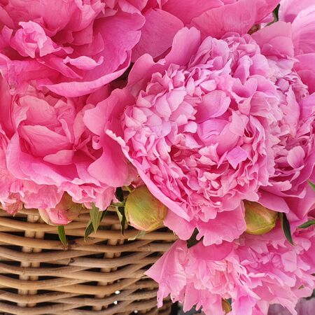 pink peonies roses in a wicker basketの写真素材