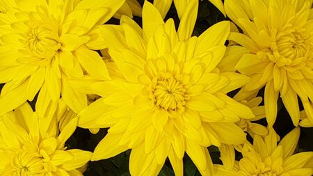 yellow flowers on a black backgroundの写真素材