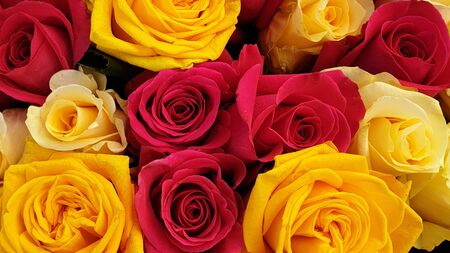 Multicolor rose flowers summer rosesの写真素材